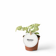 Monstera adansonii 'Frozen Freckles' potted plant in nursery pot on white background.