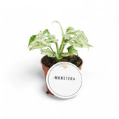 Monstera adansonii 'Frozen Freckles' potted plant in nursery pot on white background.