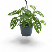 Monstera adansonii Monkey Leaf hanging plant in a suspended nursery pot on white background