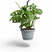 Monstera adansonii Monkey Leaf hanging plant in a suspended nursery pot on white background