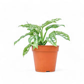 Monstera adansonii 'Mint' potted plant in nursery pot on white background.