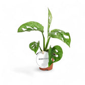 Monstera adansonii 'Mint' potted plant in nursery pot on white background.