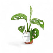 Monstera adansonii 'Mint' potted plant in nursery pot on white background.
