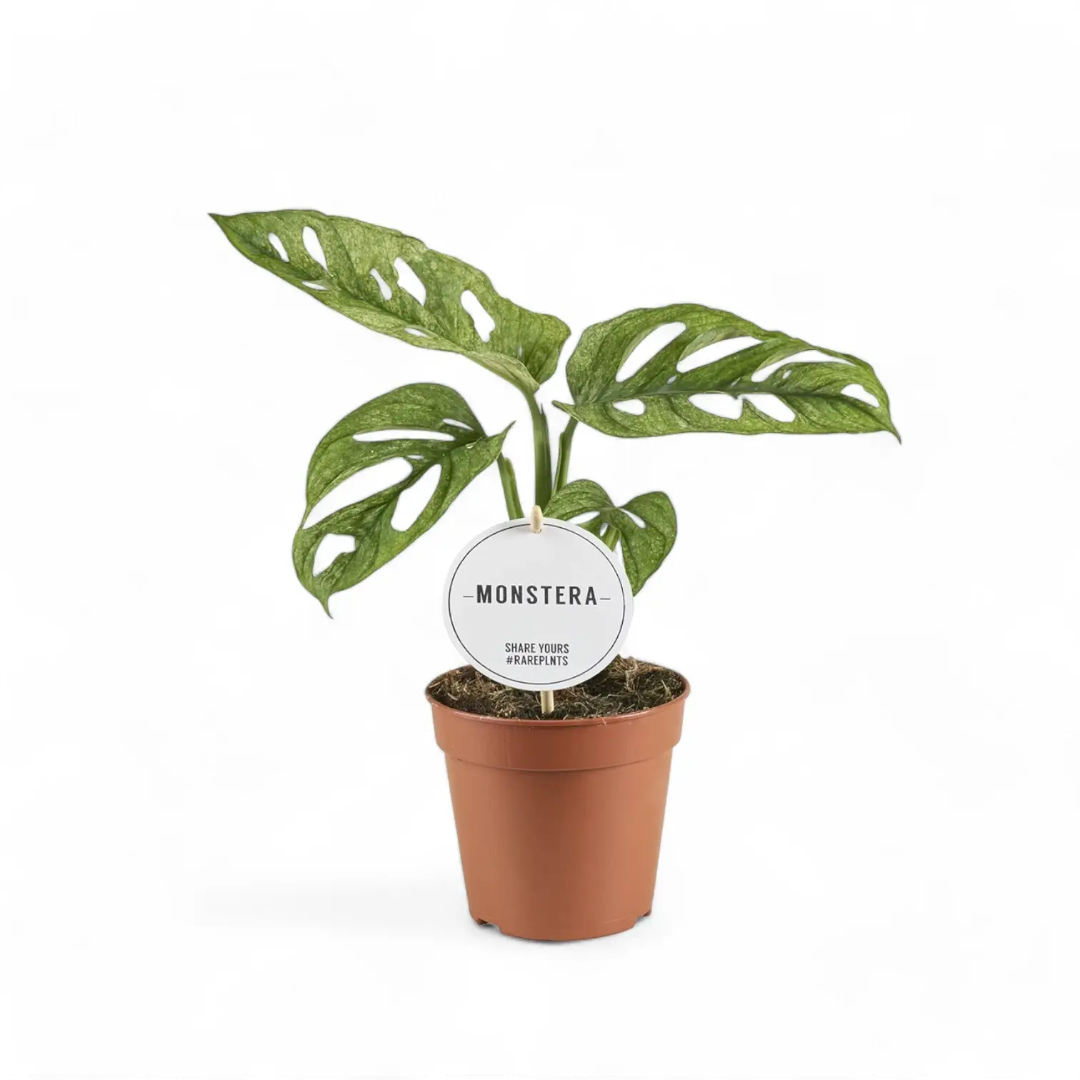 Monstera adansonii 'Mint' potted plant in nursery pot on white background.