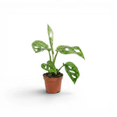 Potted Monstera adansonii Mint baby plant with mint-green variegated leaves on a white background