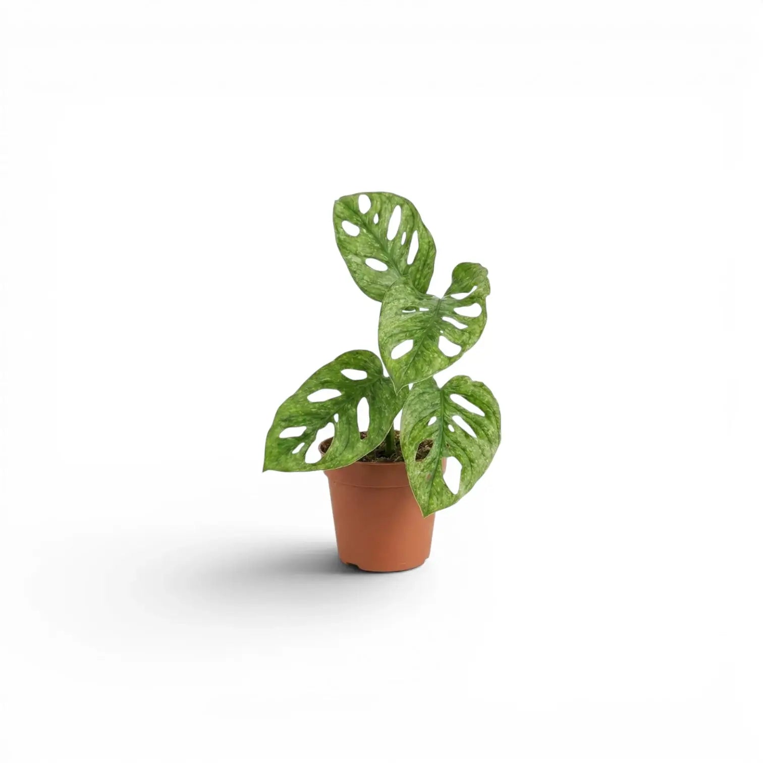 Potted Monstera adansonii Mint baby plant with mint-green variegated leaves on a white background