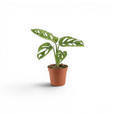 Potted Monstera adansonii Mint baby plant with mint-green variegated leaves on a white background