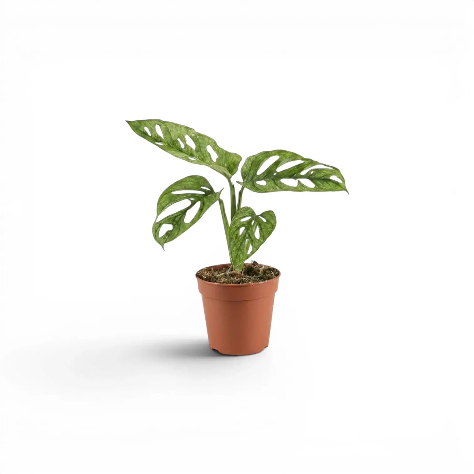 Potted Monstera adansonii Mint baby plant with mint-green variegated leaves on a white background