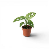 Monstera adansonii Mint baby plant plant with mint-green variegated leaves in a nursery pot on a white background