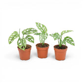 Three small Monstera adansonii Mint baby plants with mint-green variegated leaves in a nursery pots on a white background
