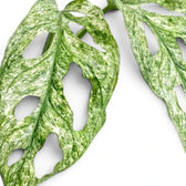 Monstera adansonii Mint mint-green variegated leaves close-up on a white background