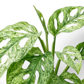 Monstera adansonii Mint mint-green variegated foliage close-up on a white background