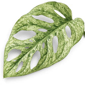 Monstera adansonii Mint mint-green variegated leaf close-up on a white background