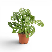 Monstera adansonii Mint variegated plant in a nursery pot on a white background