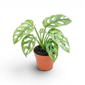 Monstera adansonii Mint variegated plant in a nursery pot on a white background