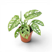 Monstera adansonii Mint variegated plant in a nursery pot on a white background