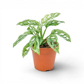 Monstera adansonii Mint variegated plant in a nursery pot on a white background
