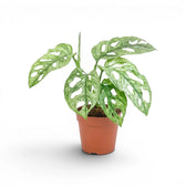 Monstera adansonii Mint variegated plant in a nursery pot on a white background
