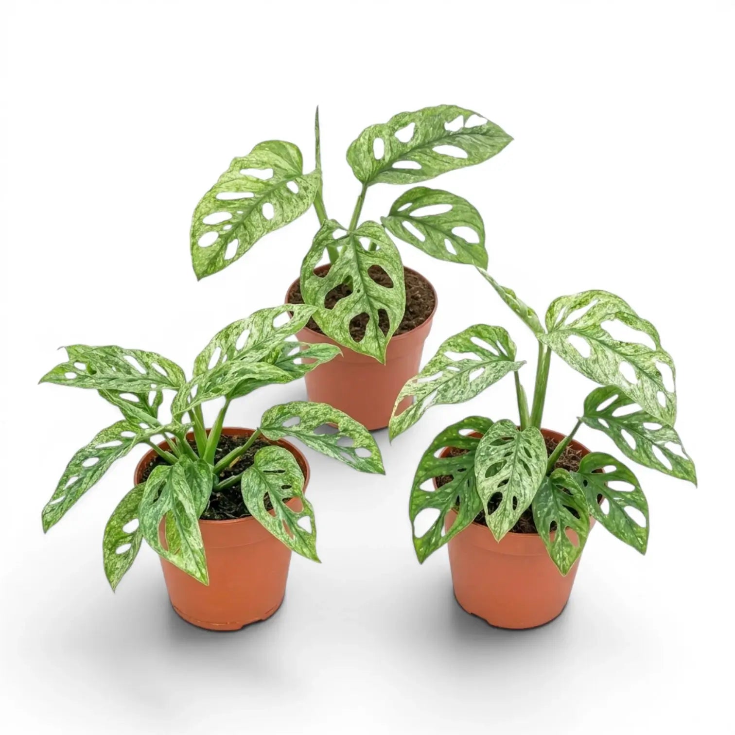 Three Monstera adansonii Mint variegated plants in nursery pots on a white background