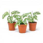 Three Monstera adansonii Mint variegated plants in nursery pots on a white background