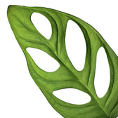 Monstera adansonii 'Monkey leaf' – Blattdetail vor weißem Hintergrund..
