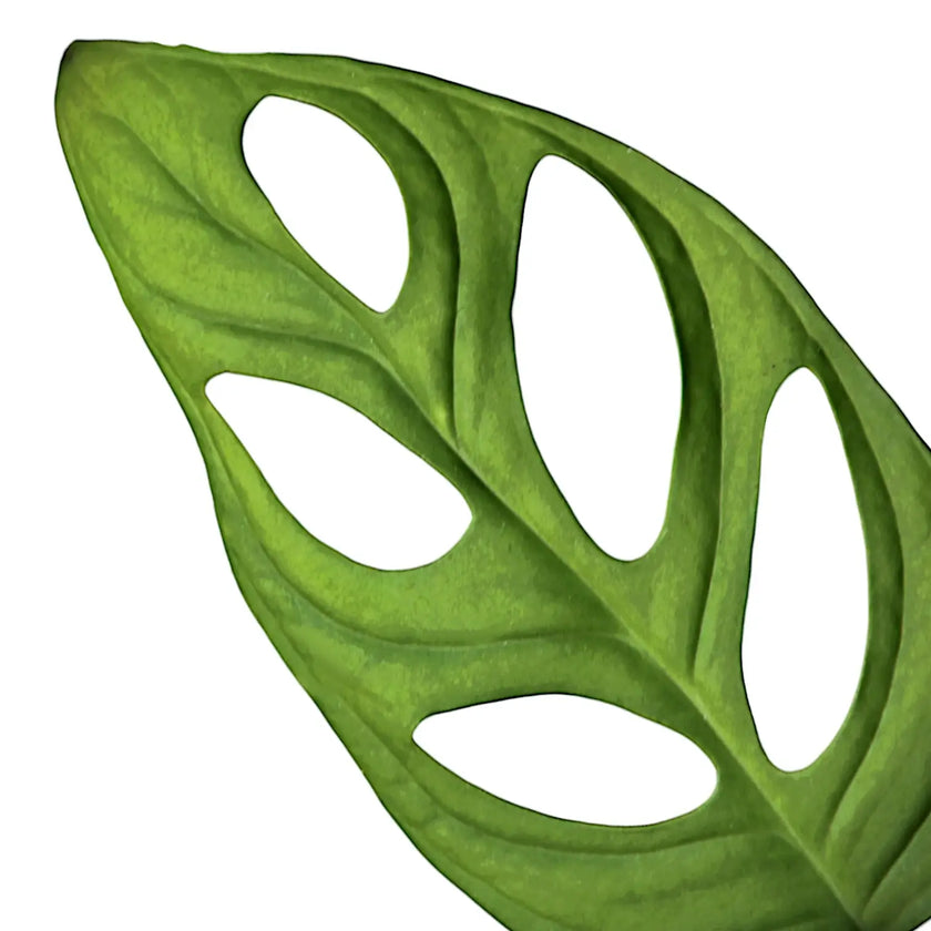 Monstera adansonii 'Monkey leaf' – Blattdetail vor weißem Hintergrund..