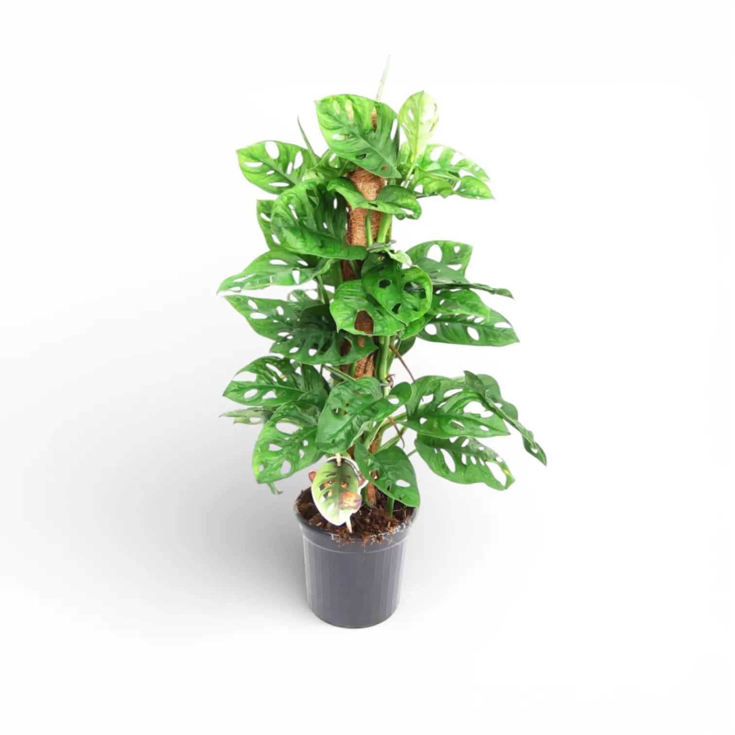 Monstera adansonii 'Monkey leaf' – Zimmerpflanze im Kulturtopf auf weißem Hintergrund, Produktfoto 4.