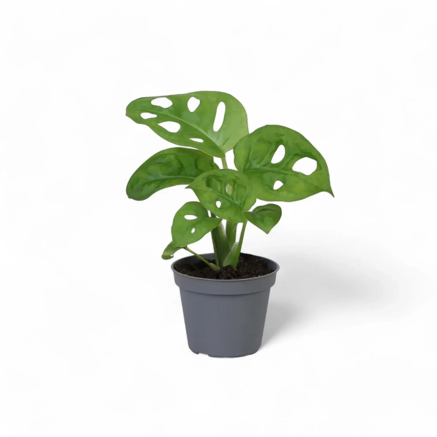 Monstera adansonii 'Monkey leaf' – Zimmerpflanze im Kulturtopf auf weißem Hintergrund, Produktfoto 6.