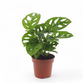 Monstera adansonii 'Monkey leaf' – Zimmerpflanze im Kulturtopf auf weißem Hintergrund, Produktfoto 9.
