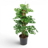 Monstera adansonii Monkey Leaf climbing plant on a moss pole in a nursery pot on white background