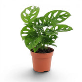 Monstera adansonii Monkey Leaf plant in a nursery pot on white background
