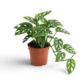 Monstera adansonii Monkey Leaf plant in a nursery pot on white background