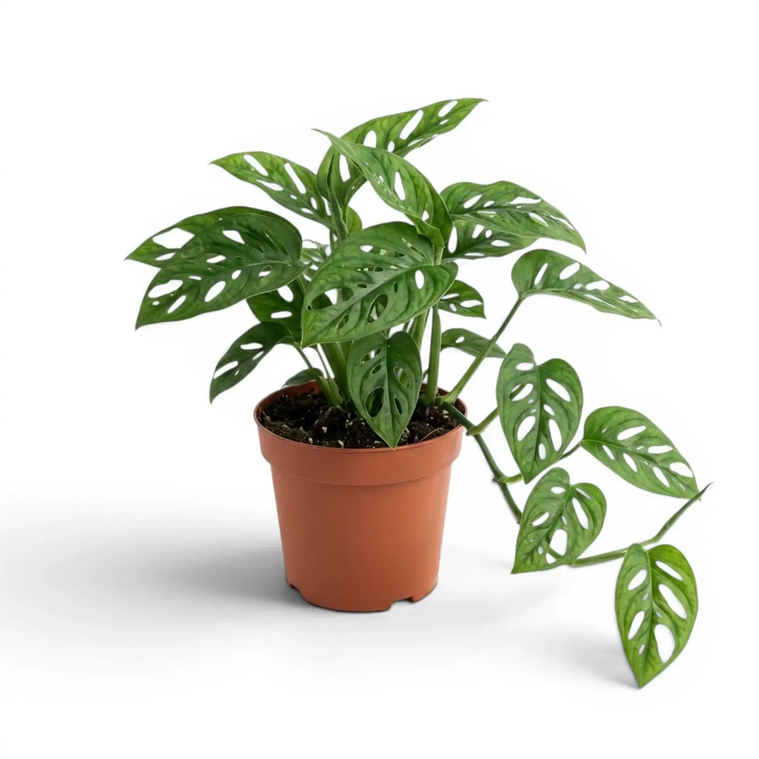 Monstera adansonii Monkey Leaf plant in a nursery pot on white background