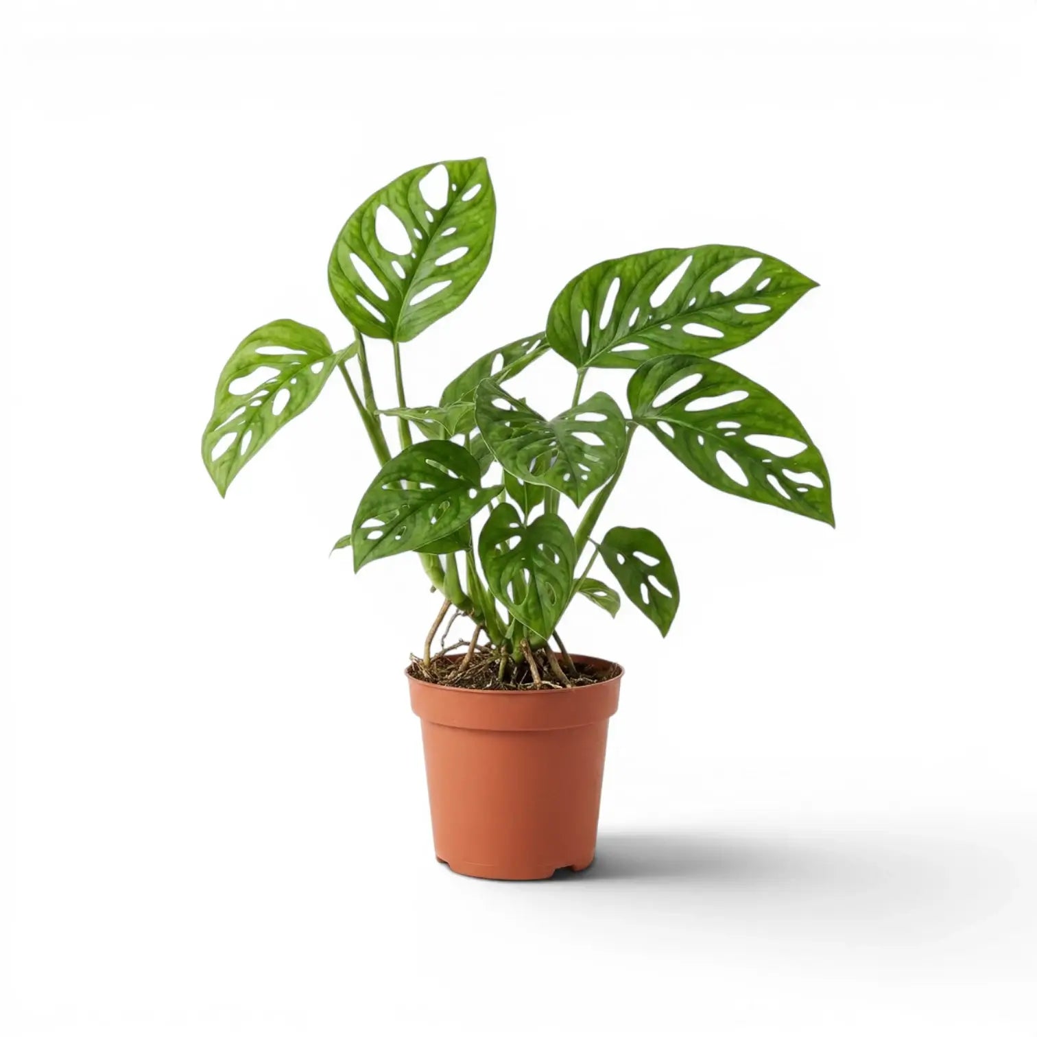 Monstera adansonii Monkey Leaf plant in a nursery pot on white background