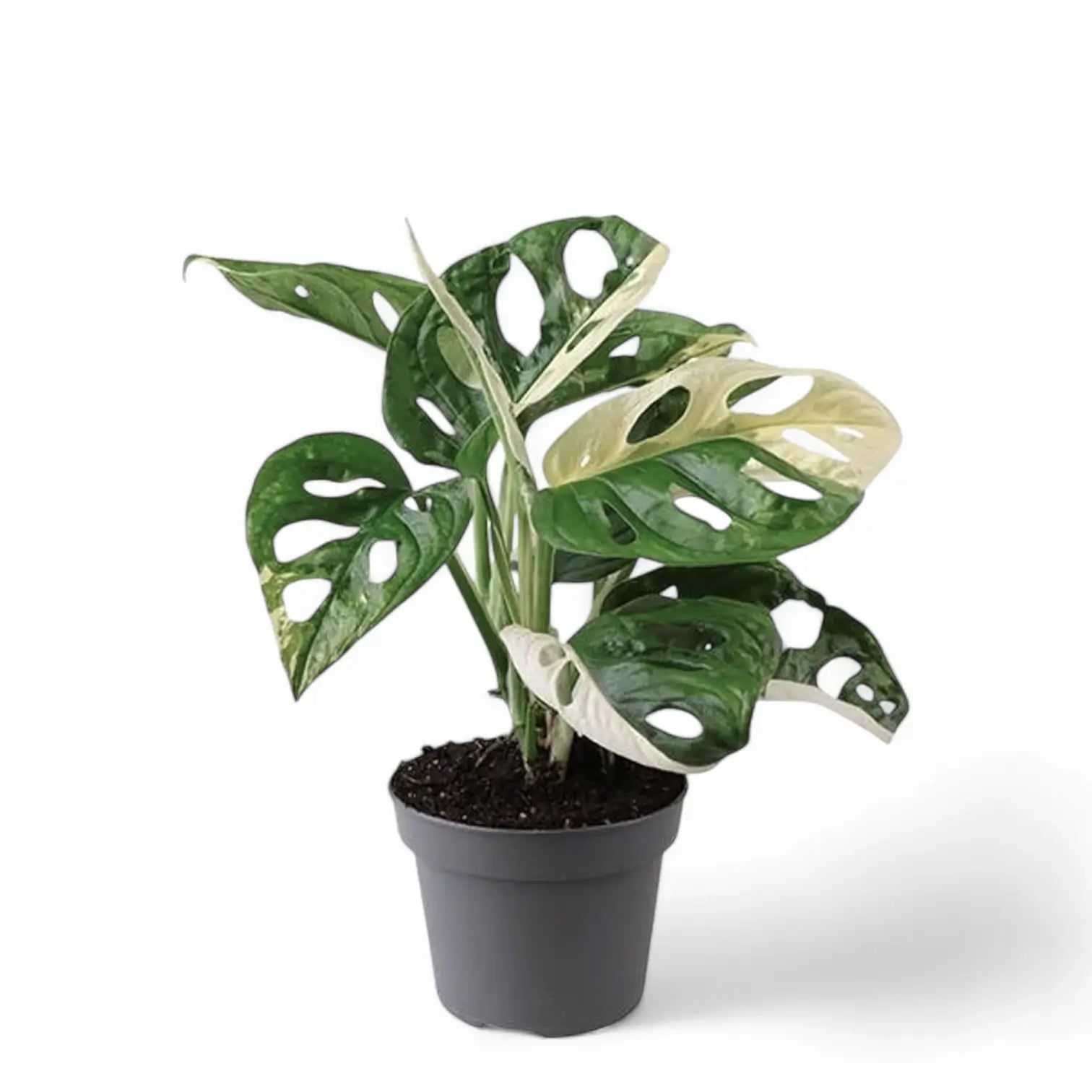 Monstera adansonii variegata potted plant in nursery pot on white background.