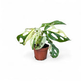 Monstera adansonii variegata potted plant in nursery pot on white background.
