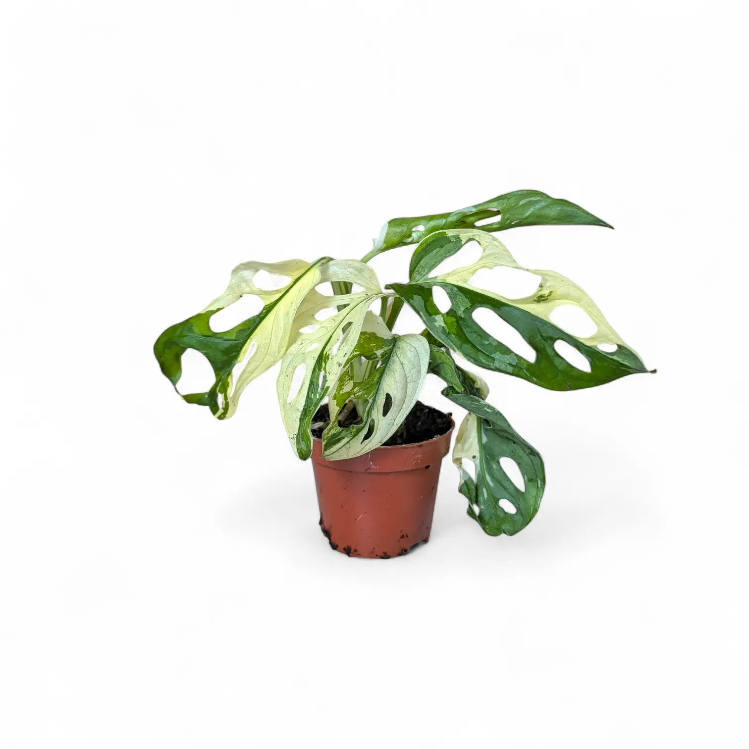 Monstera adansonii variegata potted plant in nursery pot on white background.