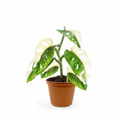 Monstera adansonii variegata potted plant in nursery pot on white background.