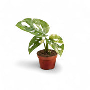 Monstera adansonii variegata potted plant in nursery pot on white background.