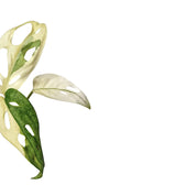 Monstera adansonii variegata potted plant in nursery pot on white background.