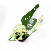 Monstera adansonii variegata potted plant in nursery pot on white background.