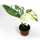 Monstera adansonii variegata potted plant in nursery pot on white background.