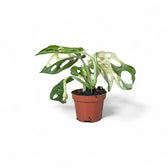 Monstera adansonii variegata potted plant in nursery pot on white background.