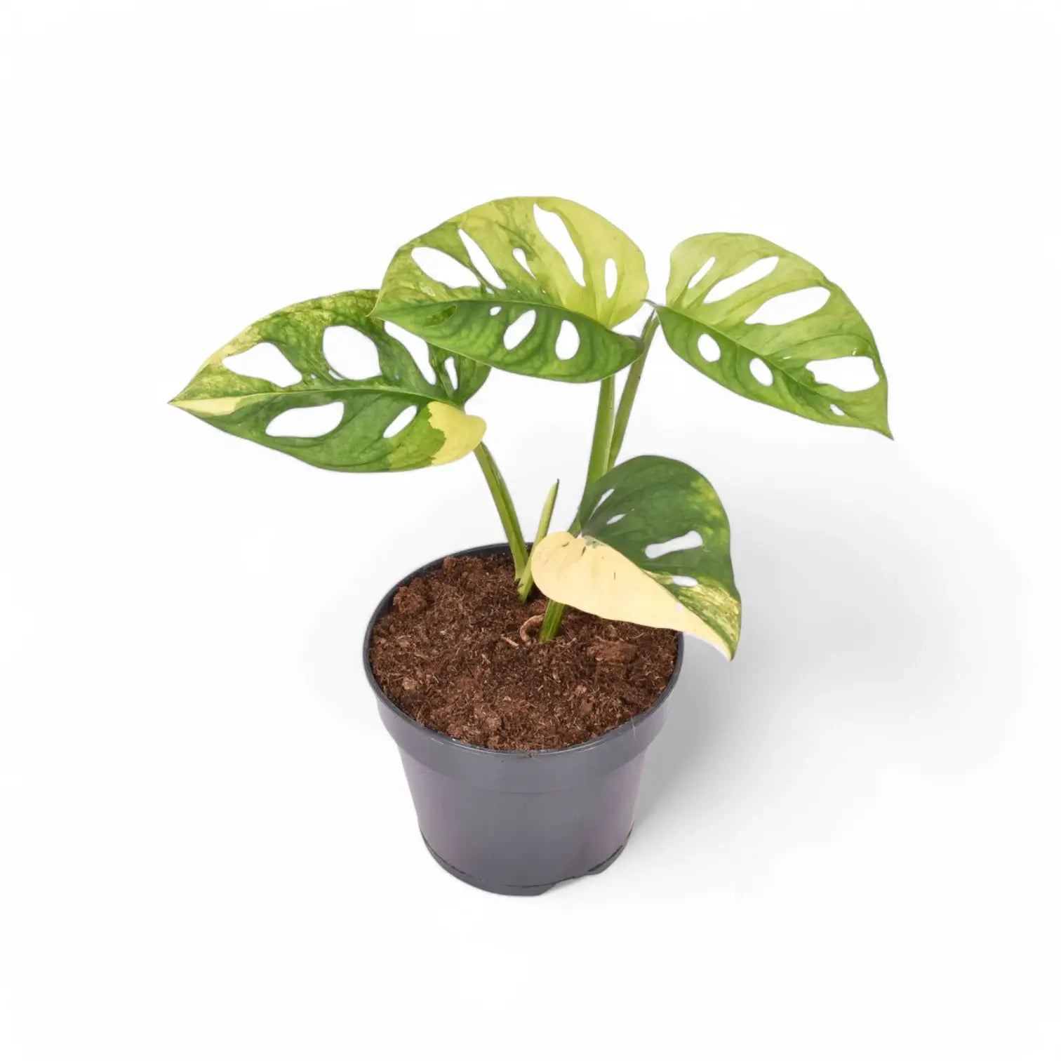 Monstera adansonii variegata 'Aurea' – Zimmerpflanze im Kulturtopf auf weißem Hintergrund, Produktfoto 3.