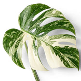 Variegated Monstera leaf on a white background