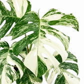 Variegated monstera plant foliage on a white background