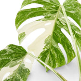 Monstra Albo Variegata foliage with green and white leaves on a white background