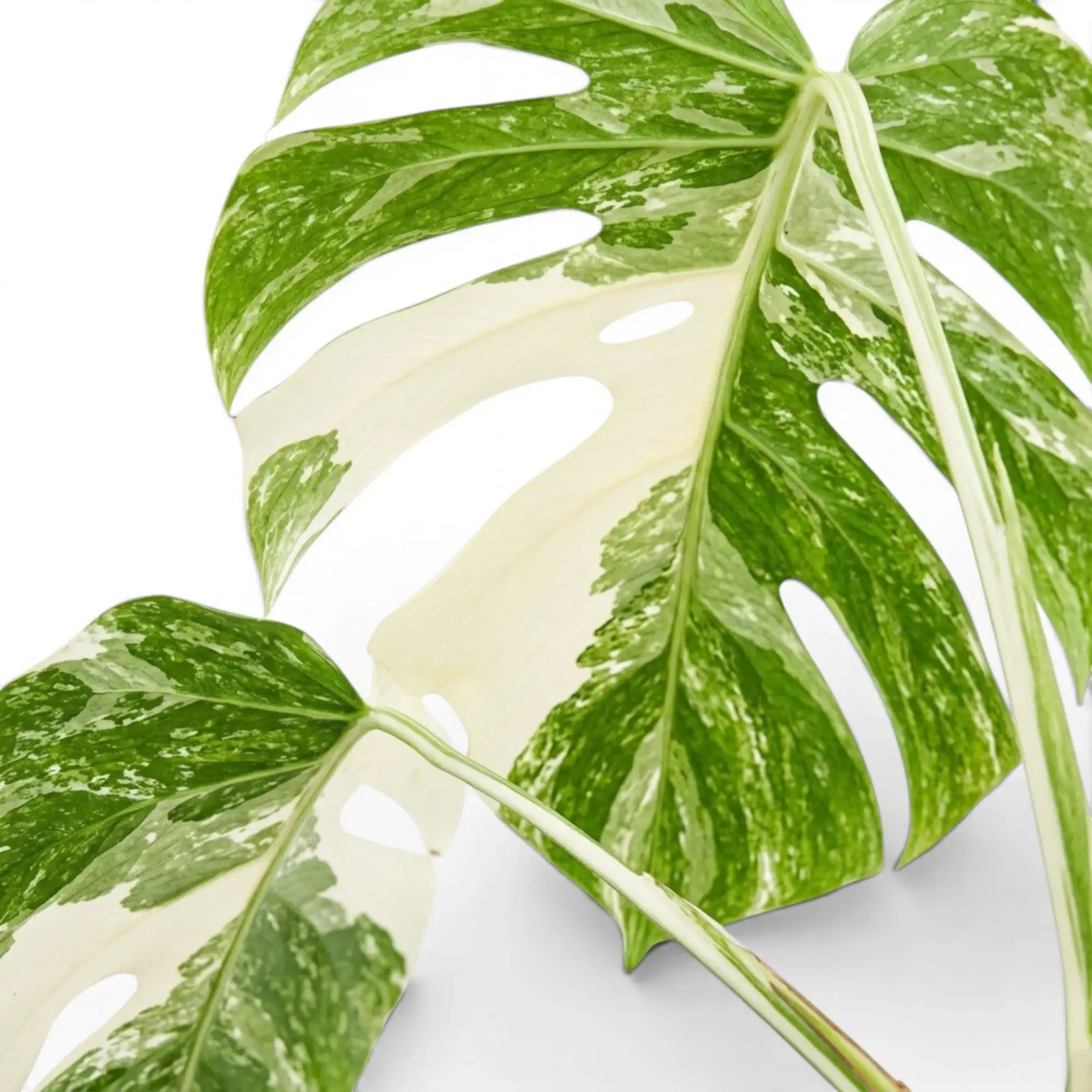 Monstra Albo Variegata foliage with green and white leaves on a white background