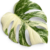 Close-up of a Monstera Albo variegata leaf with green and white variegation on a white background