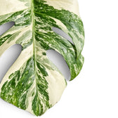 Close-up of a Monstera Albo variegata leaf with green and white pattern on a white background